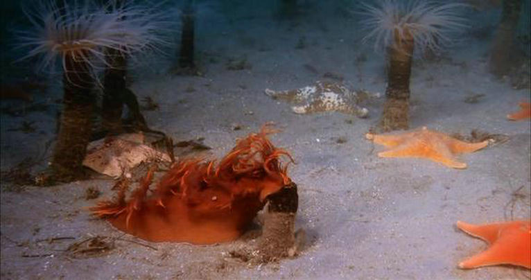 深海猎奇剧照的剧照