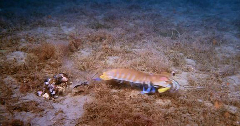 深海猎奇剧照的剧照