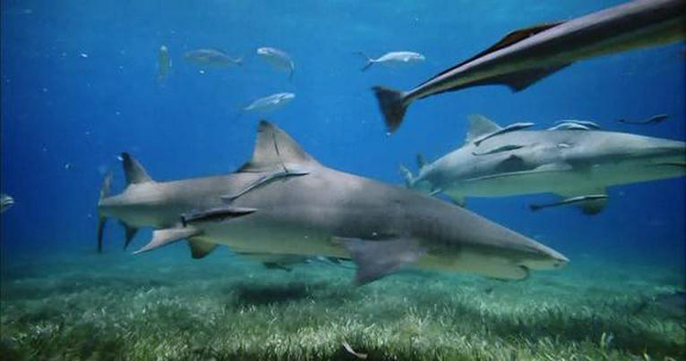 深海猎奇剧照的剧照