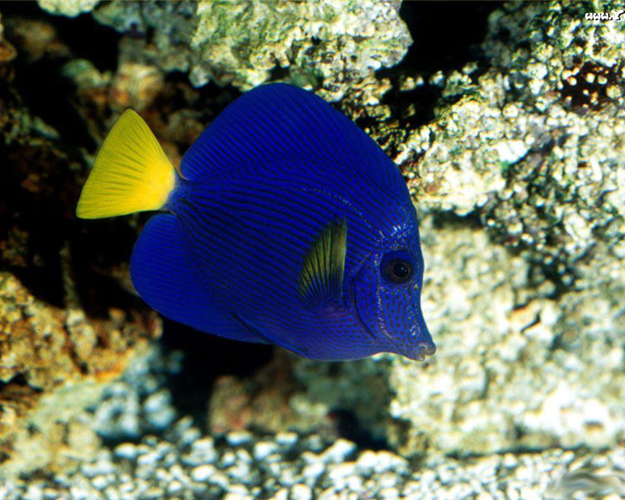 深海猎奇剧照的剧照