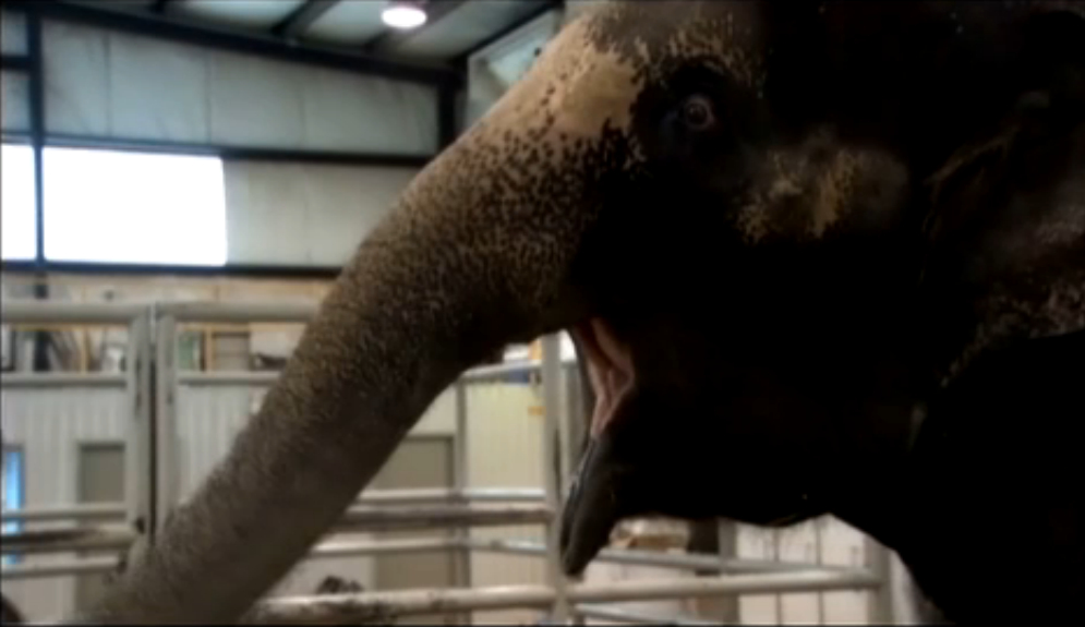 子宫日记：动物篇剧照的剧照