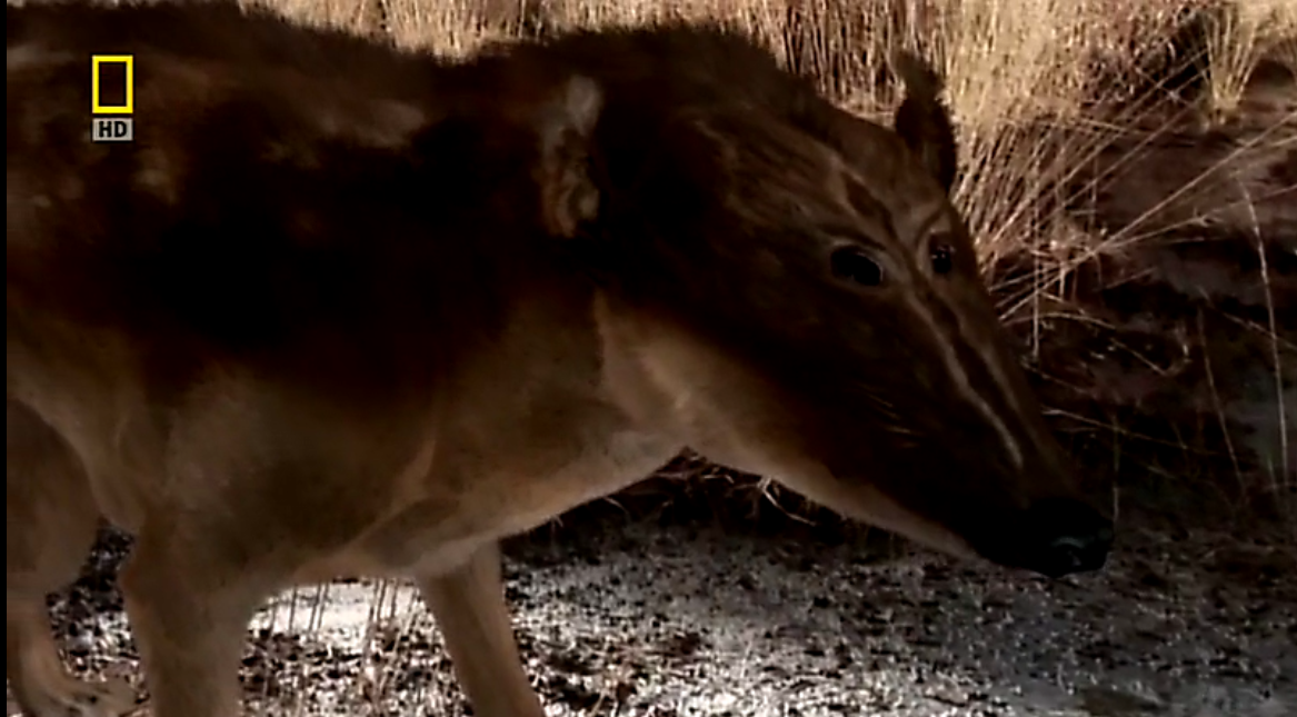 子宫日记：动物篇剧照的剧照