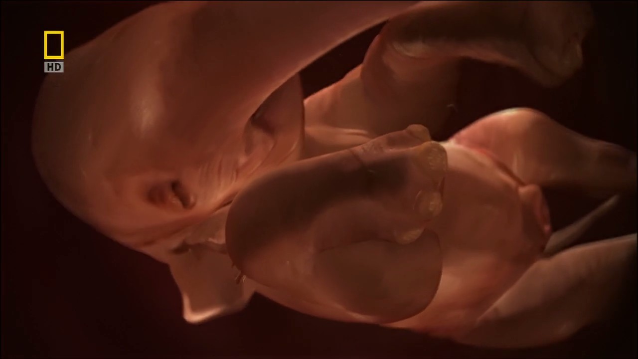 子宫日记：动物篇剧照的剧照