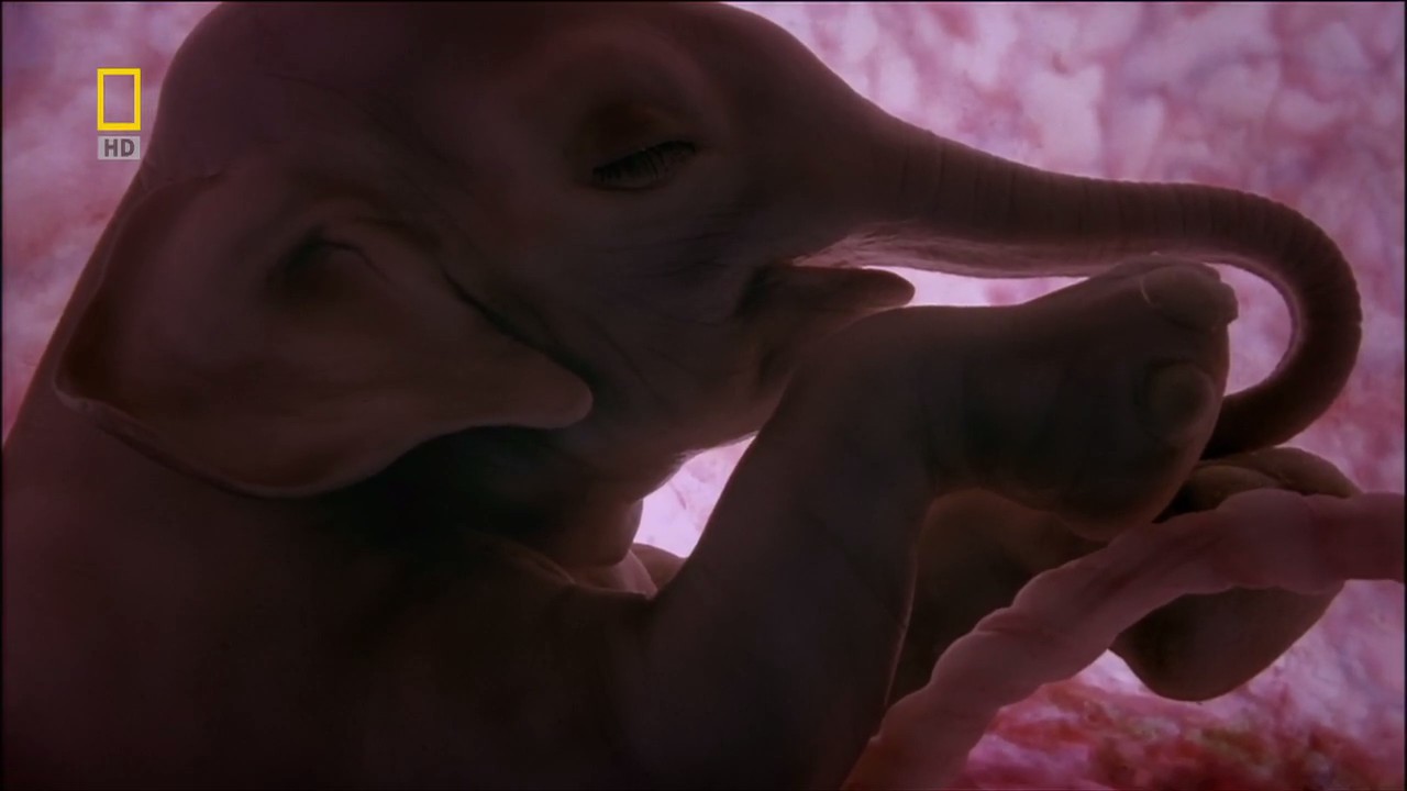 子宫日记：动物篇剧照的剧照