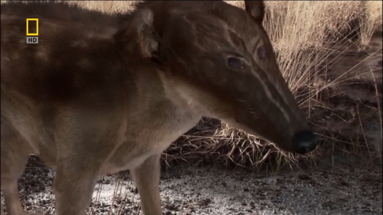 子宫日记：动物篇剧照的剧照
