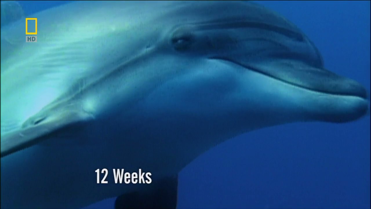 子宫日记：动物篇剧照的剧照