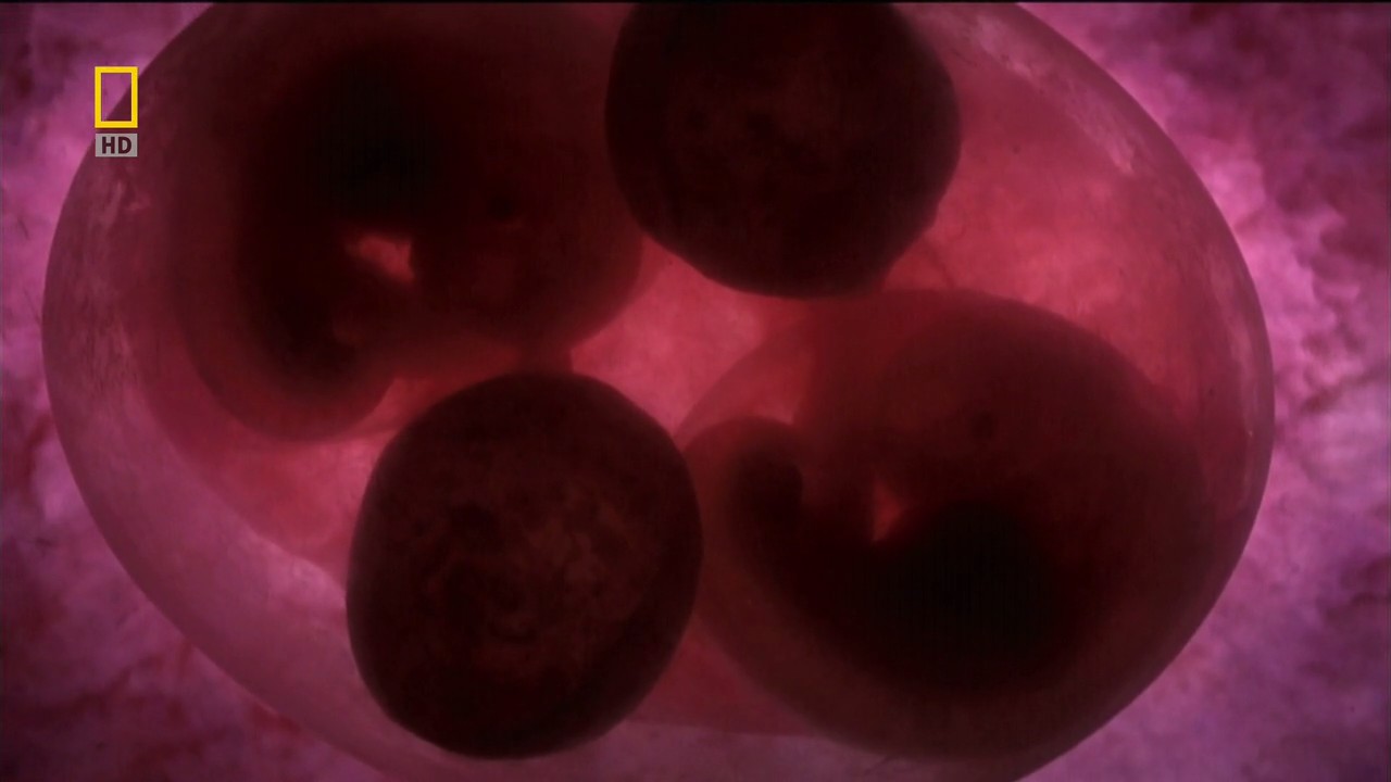 子宫日记：多胞胎剧照的剧照