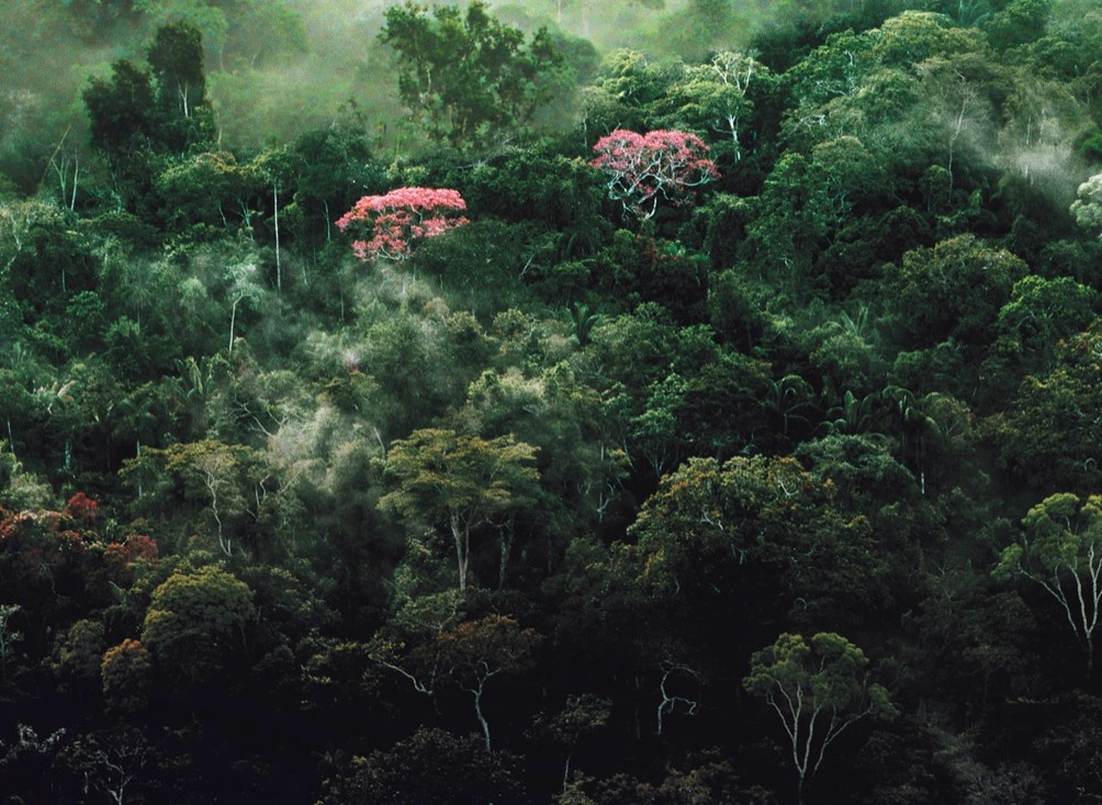 亚马逊萌猴奇遇记剧照的剧照