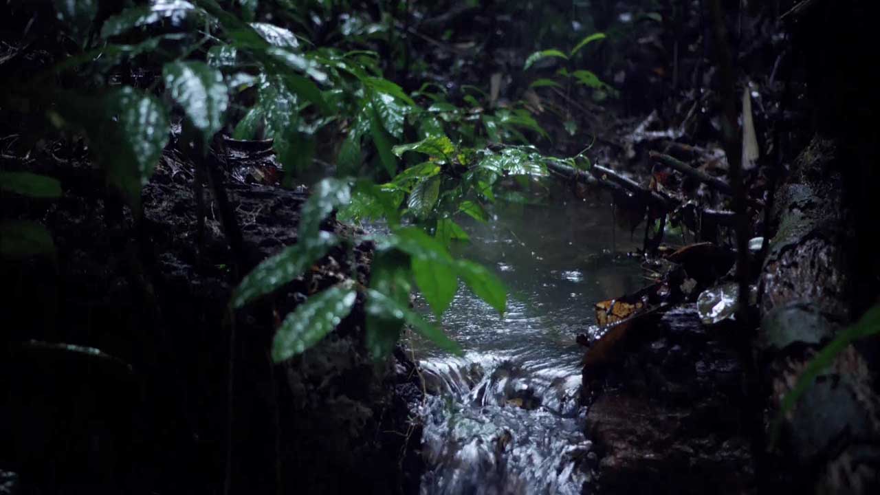 亚马逊萌猴奇遇记剧照的剧照