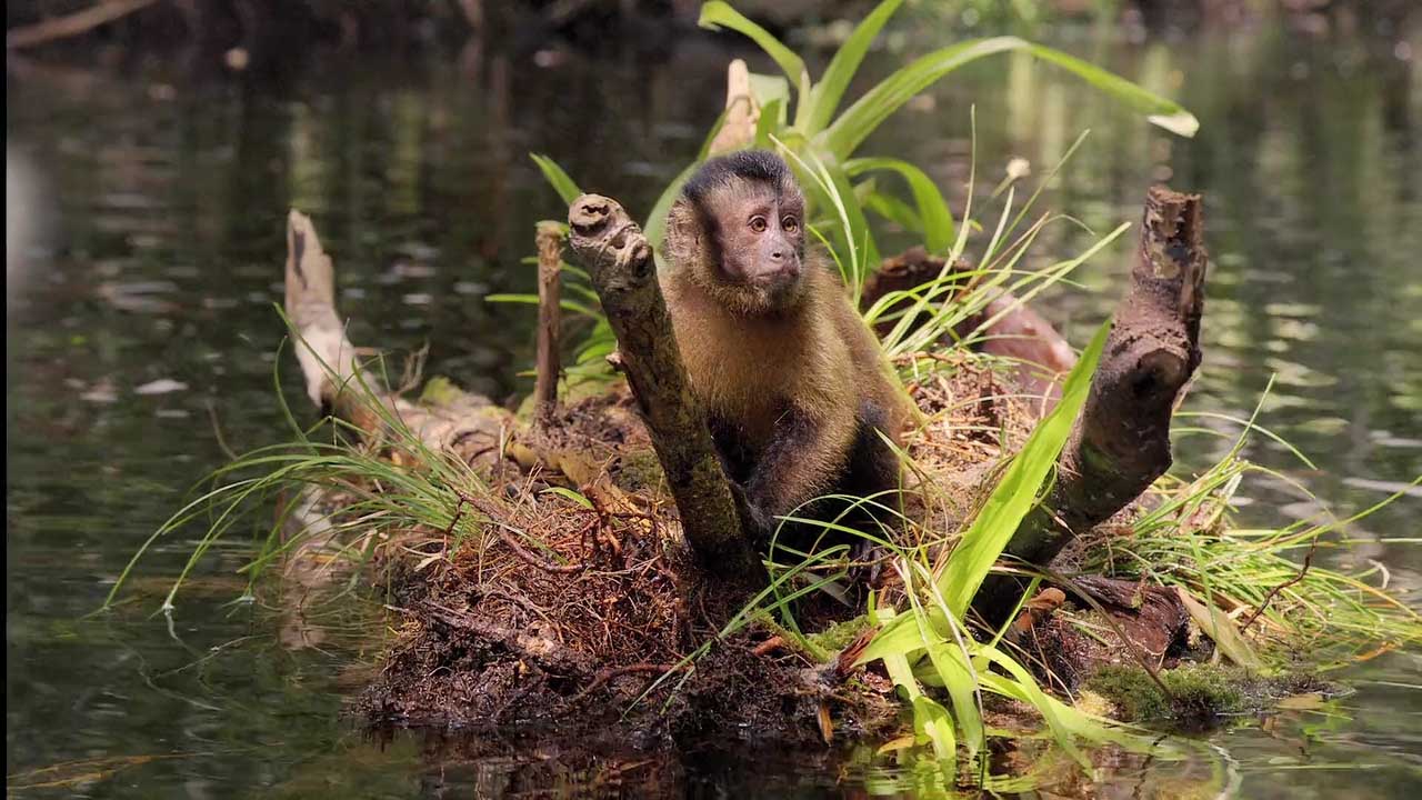 亚马逊萌猴奇遇记剧照的剧照
