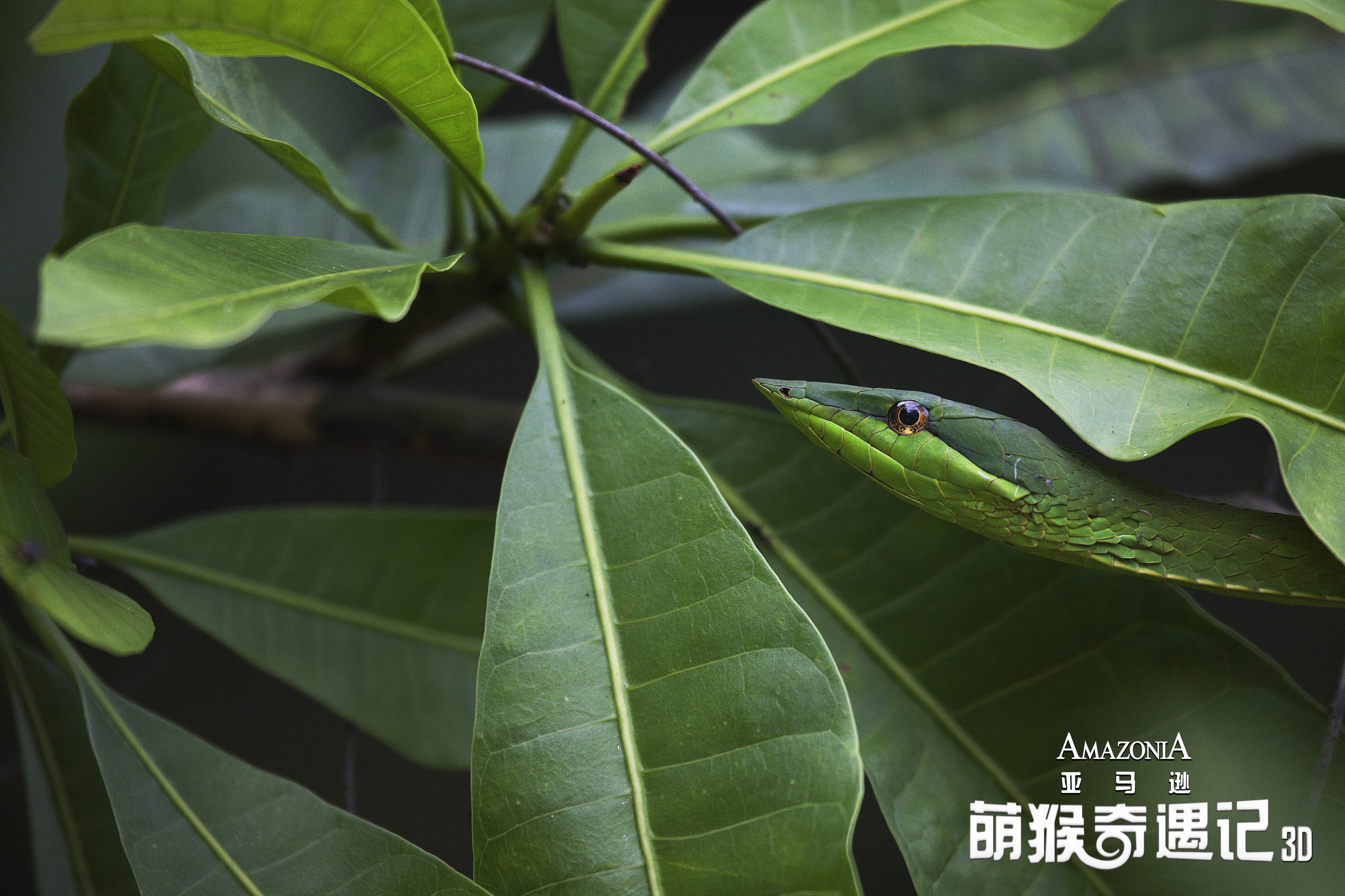 亚马逊萌猴奇遇记剧照的剧照