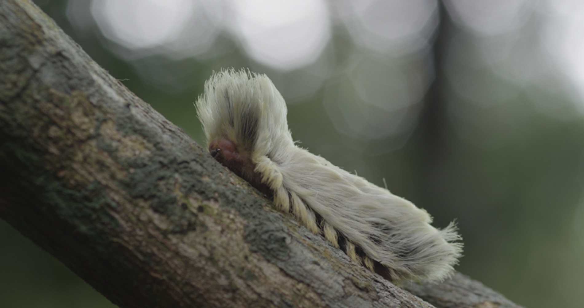 亚马逊萌猴奇遇记剧照的剧照