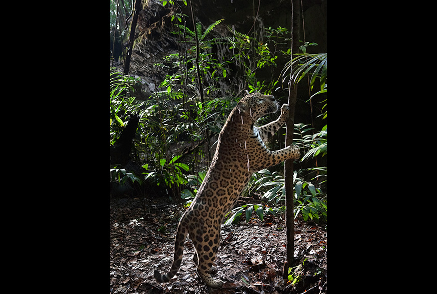 亚马逊萌猴奇遇记剧照的剧照