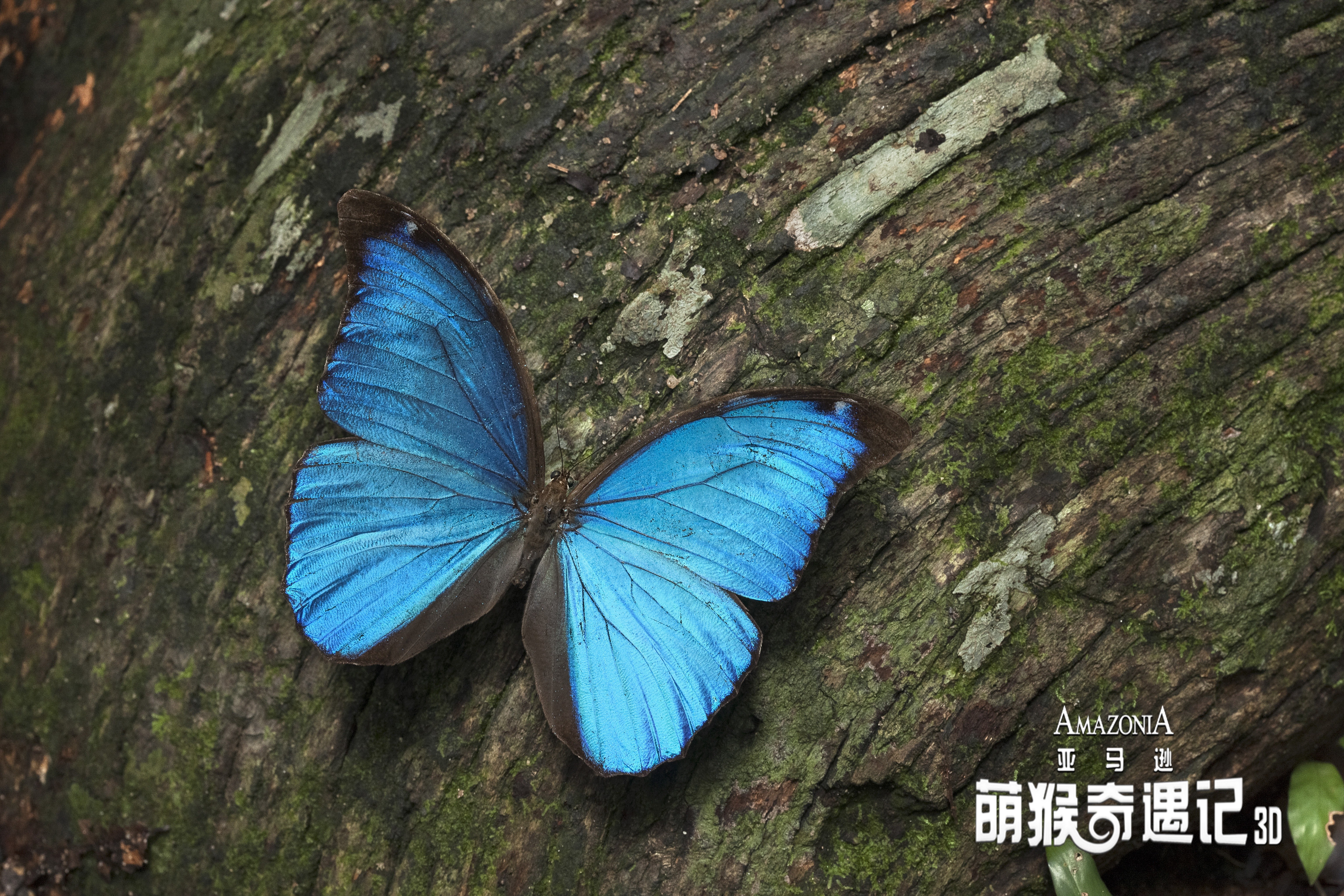 亚马逊萌猴奇遇记剧照的剧照