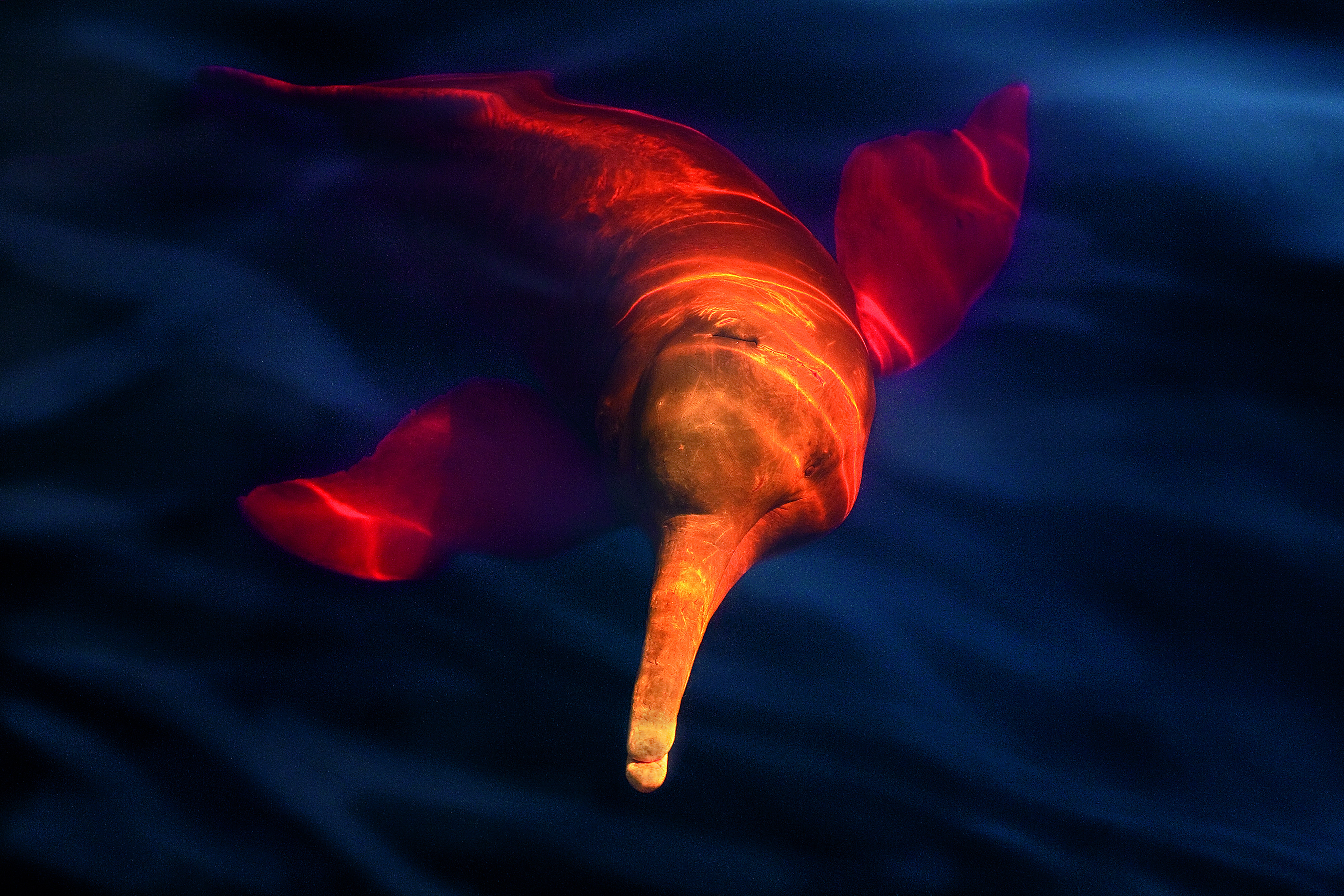 亚马逊萌猴奇遇记剧照的剧照