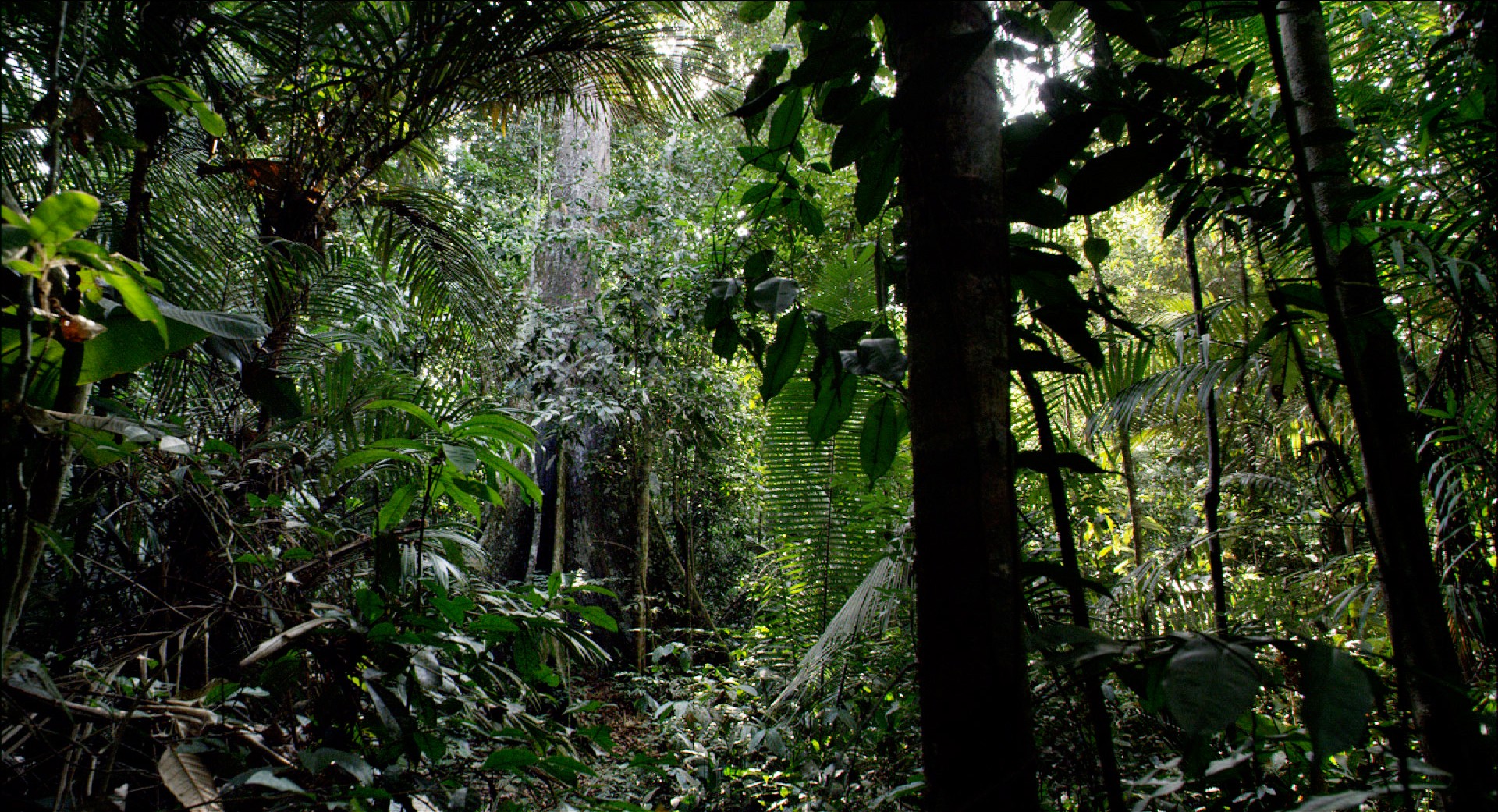 亚马逊萌猴奇遇记剧照的剧照
