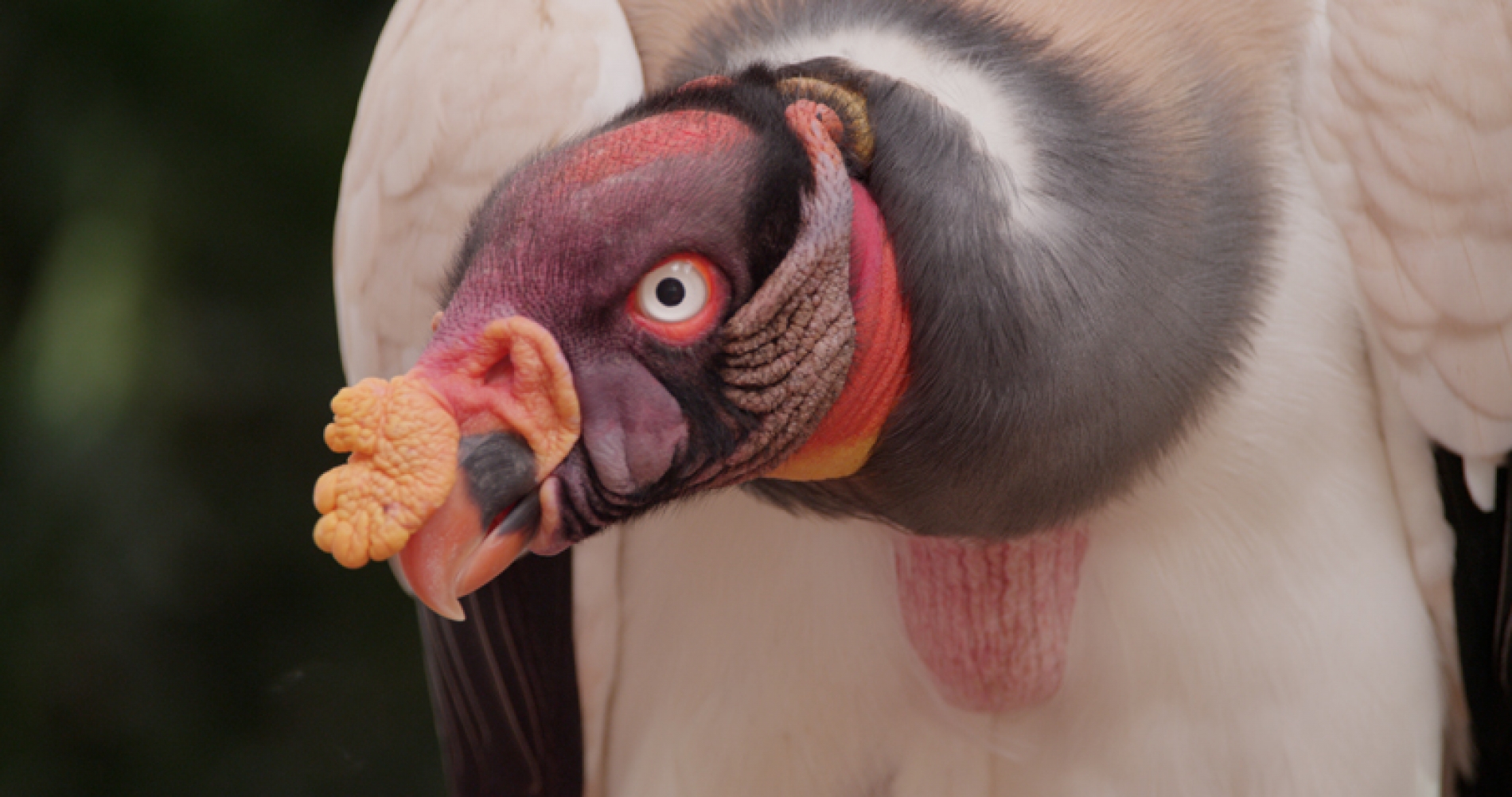 亚马逊萌猴奇遇记剧照的剧照