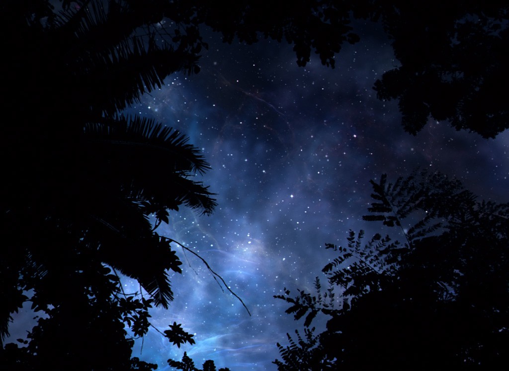 亚马逊萌猴奇遇记剧照的剧照