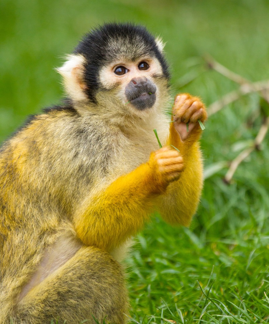 亚马逊萌猴奇遇记剧照的剧照