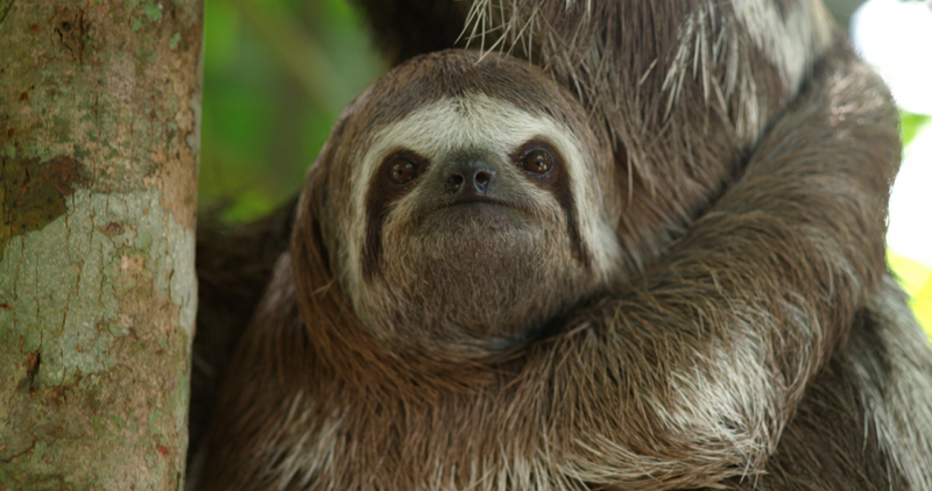 亚马逊萌猴奇遇记剧照的剧照