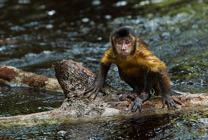亚马逊萌猴奇遇记剧照的剧照