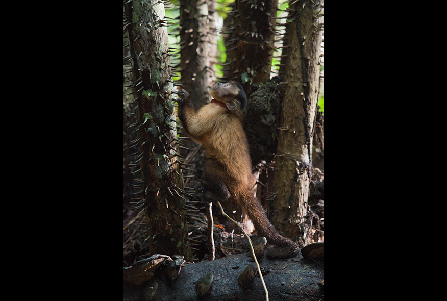 亚马逊萌猴奇遇记剧照的剧照