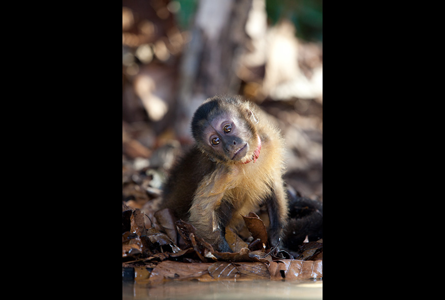 亚马逊萌猴奇遇记剧照的剧照