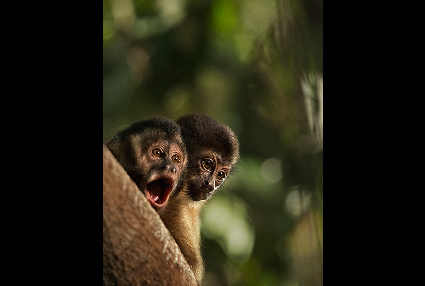 亚马逊萌猴奇遇记剧照的剧照