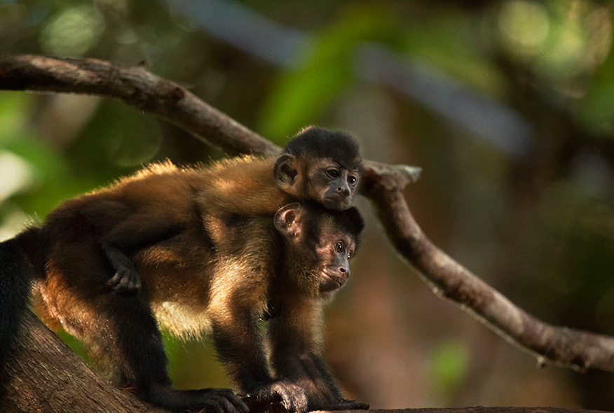 亚马逊萌猴奇遇记剧照的剧照