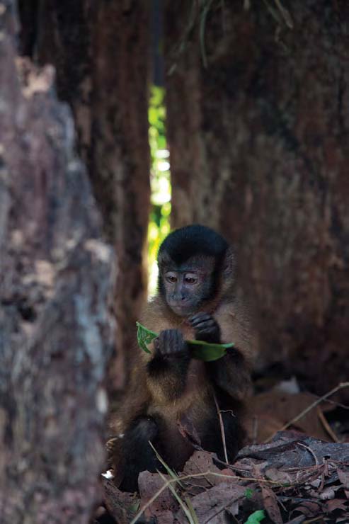 亚马逊萌猴奇遇记剧照的剧照