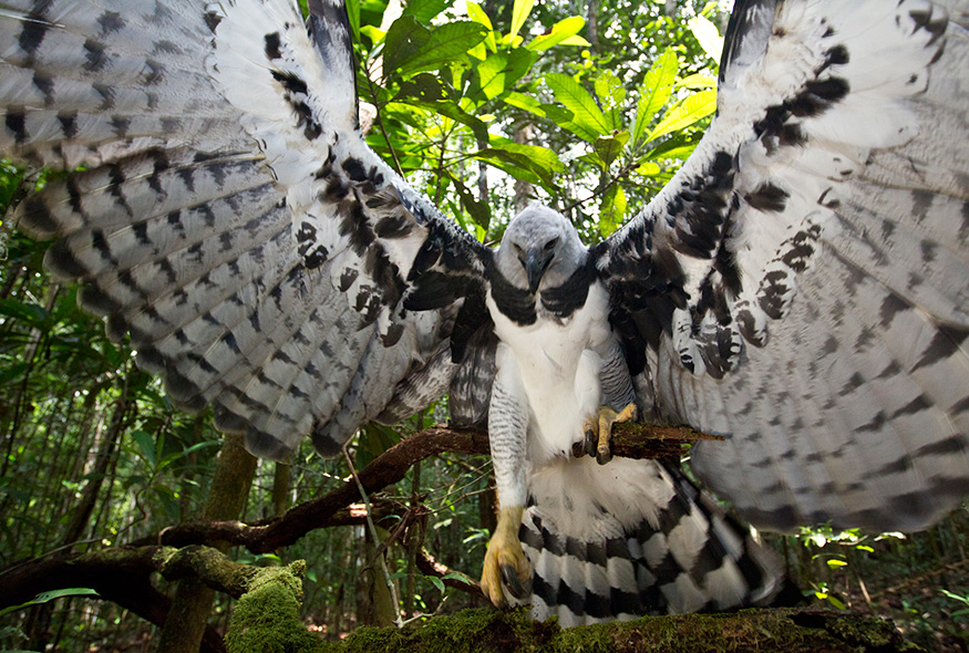 亚马逊萌猴奇遇记剧照的剧照