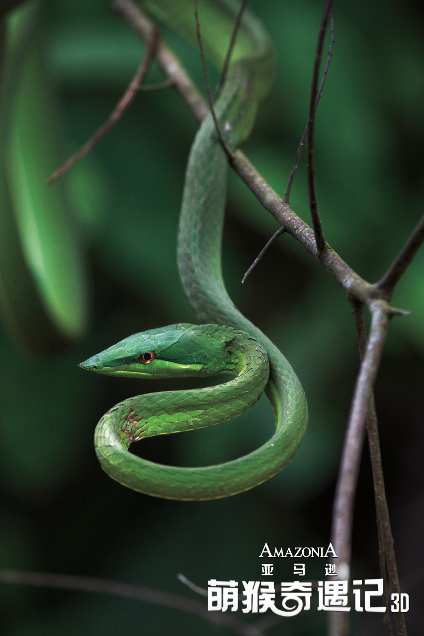 亚马逊萌猴奇遇记剧照的剧照