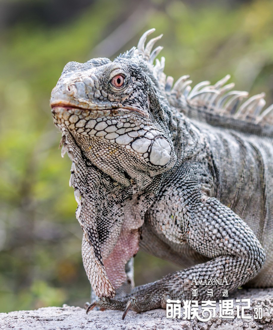 亚马逊萌猴奇遇记剧照的剧照