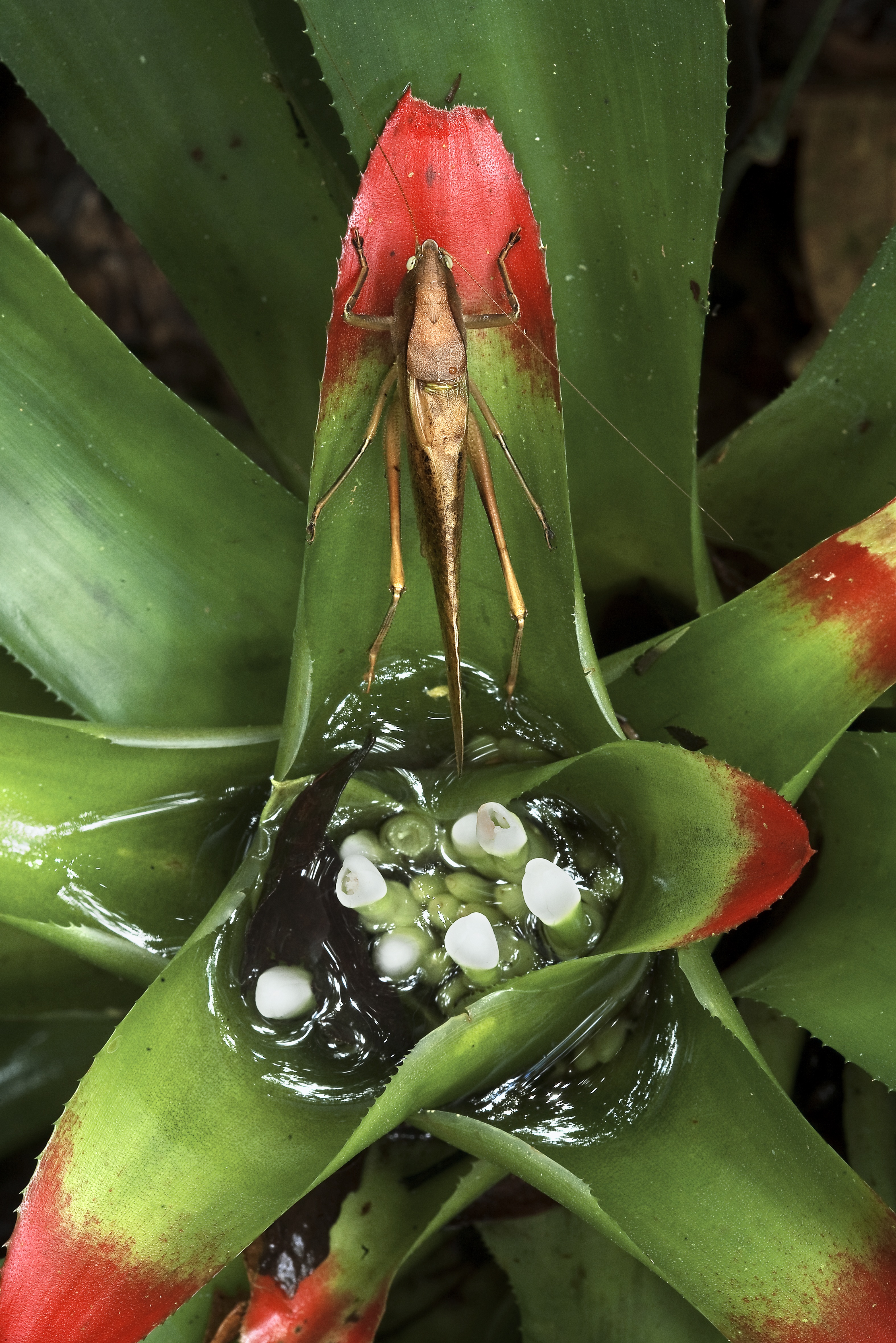 亚马逊萌猴奇遇记剧照的剧照