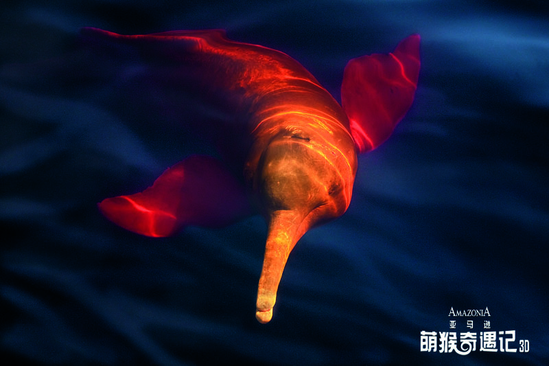 亚马逊萌猴奇遇记剧照的剧照