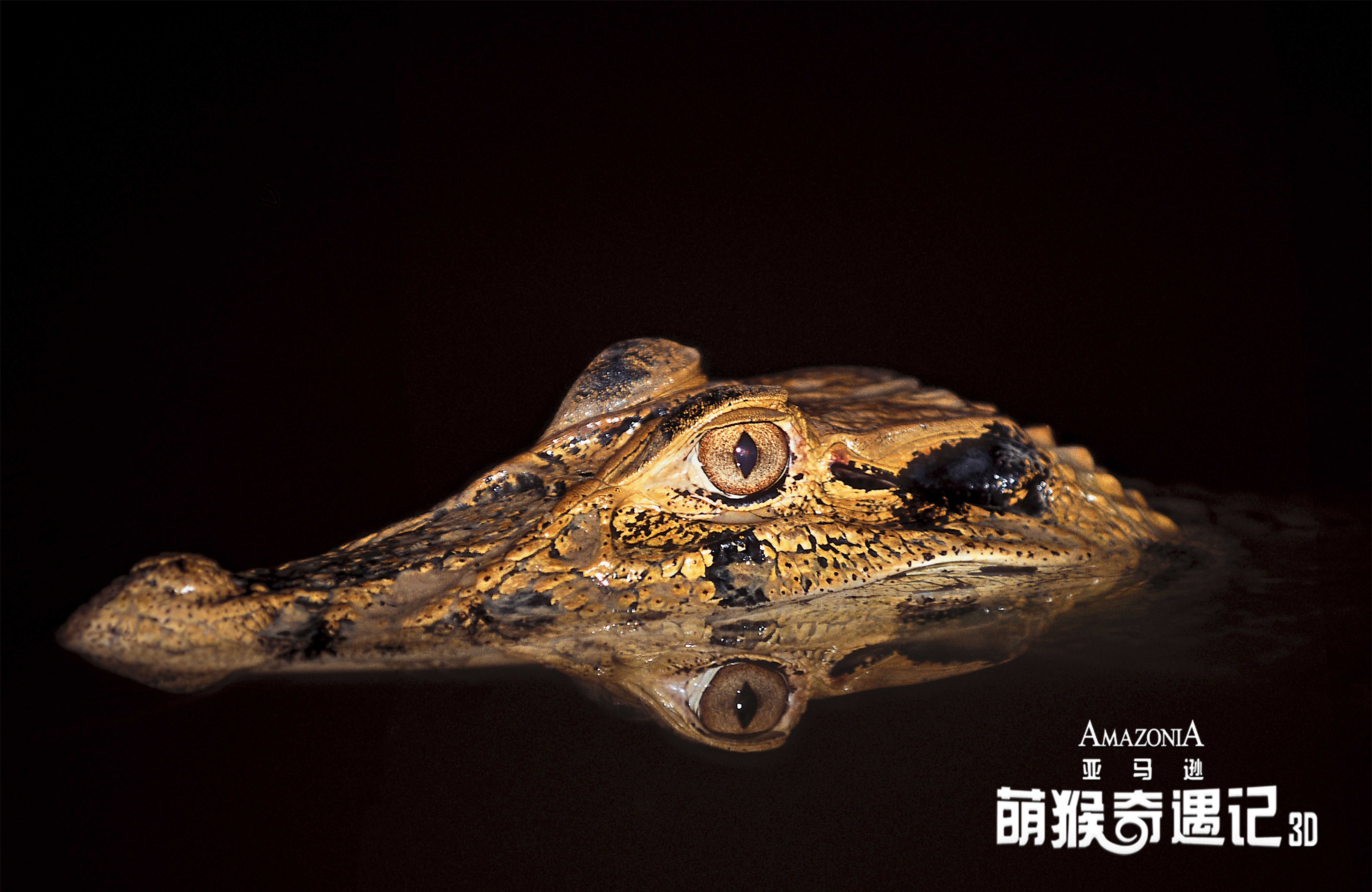 亚马逊萌猴奇遇记剧照的剧照