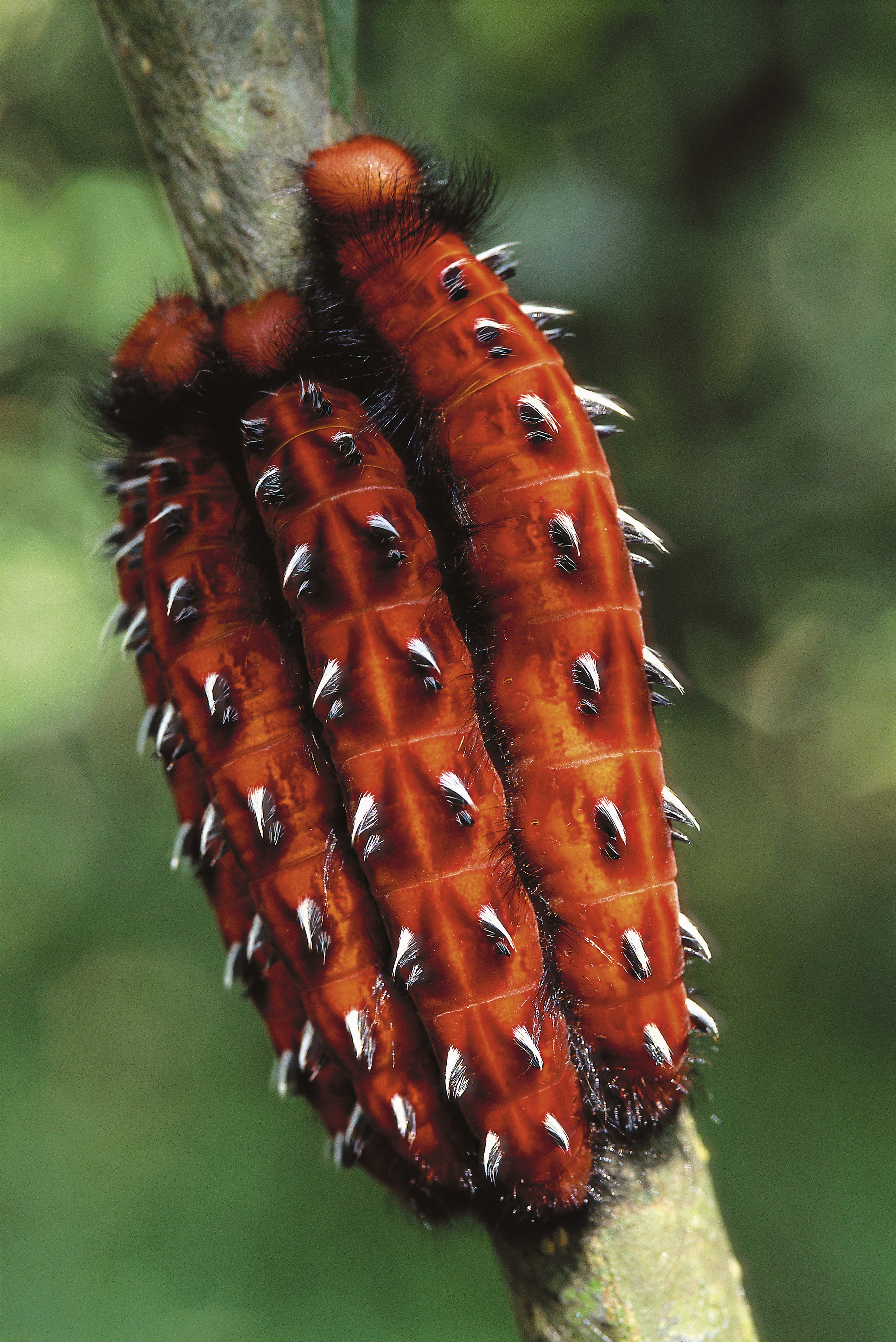 亚马逊萌猴奇遇记剧照的剧照