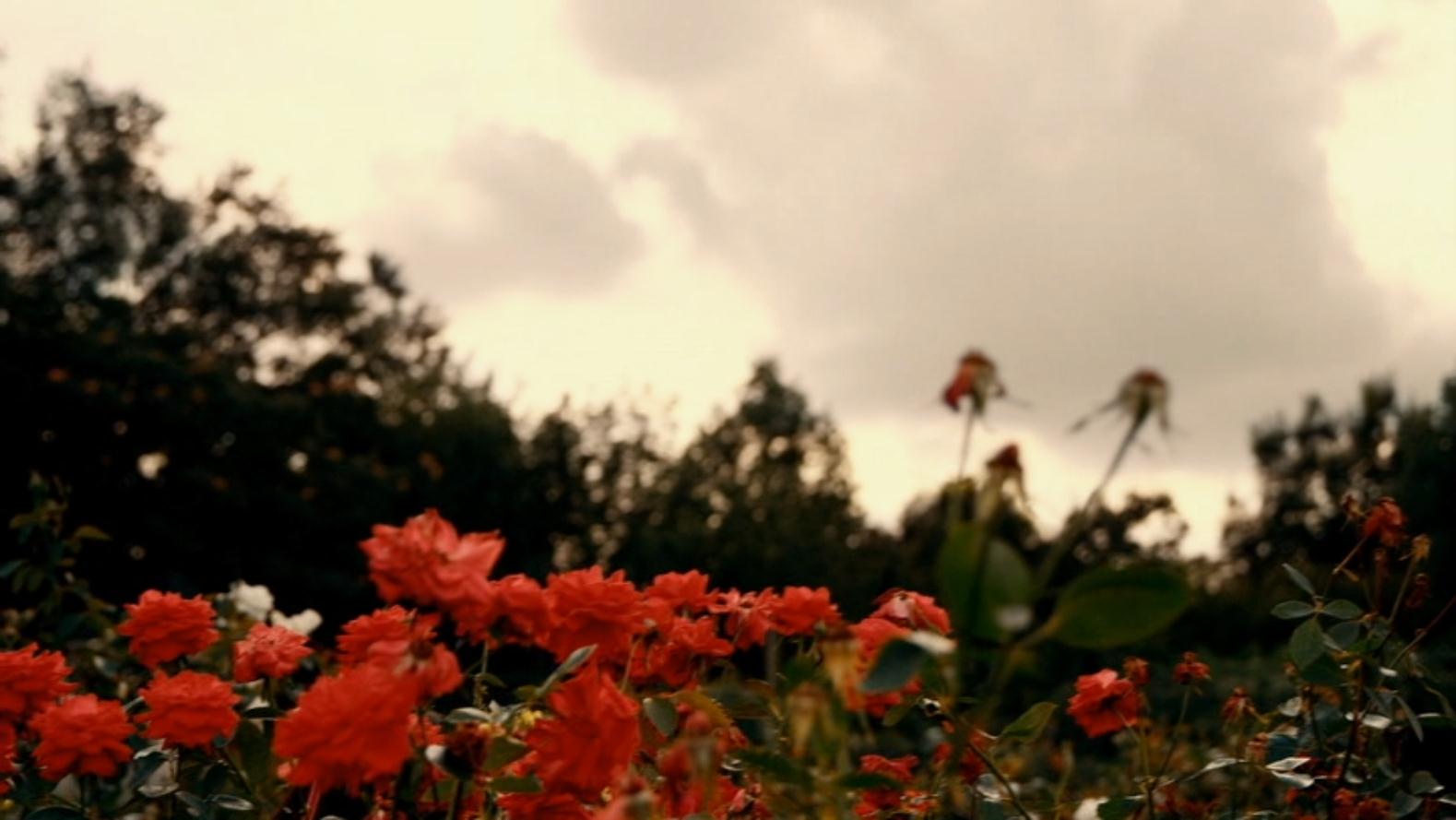 21世纪女子剧照的剧照