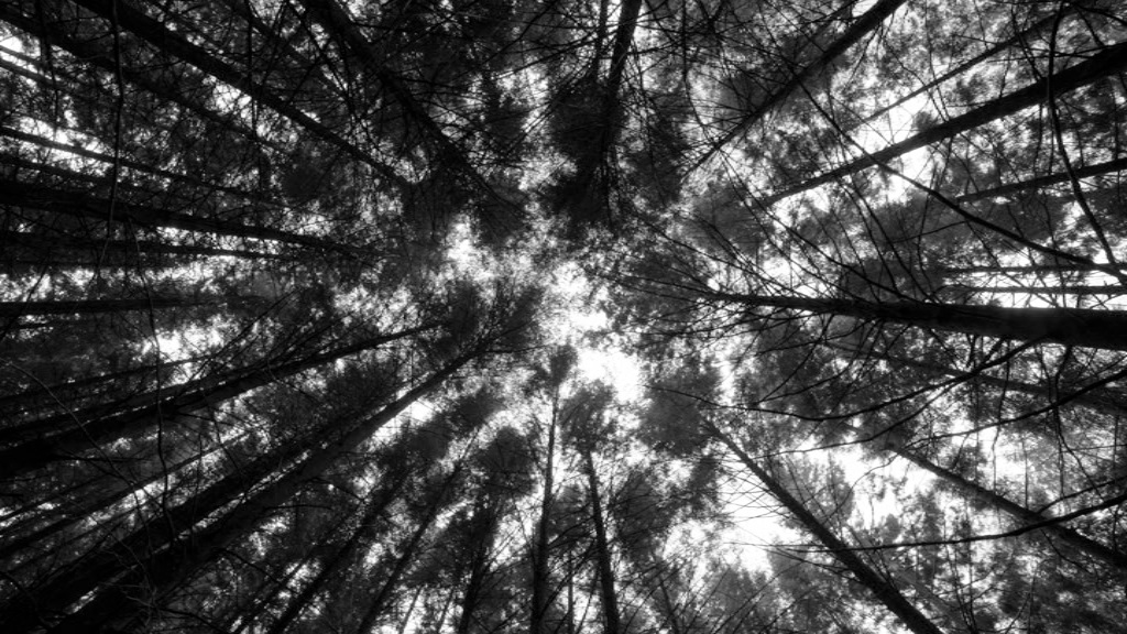 失魂的森林剧照的剧照