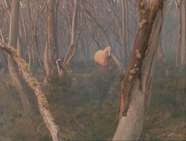 银驹剧照的剧照