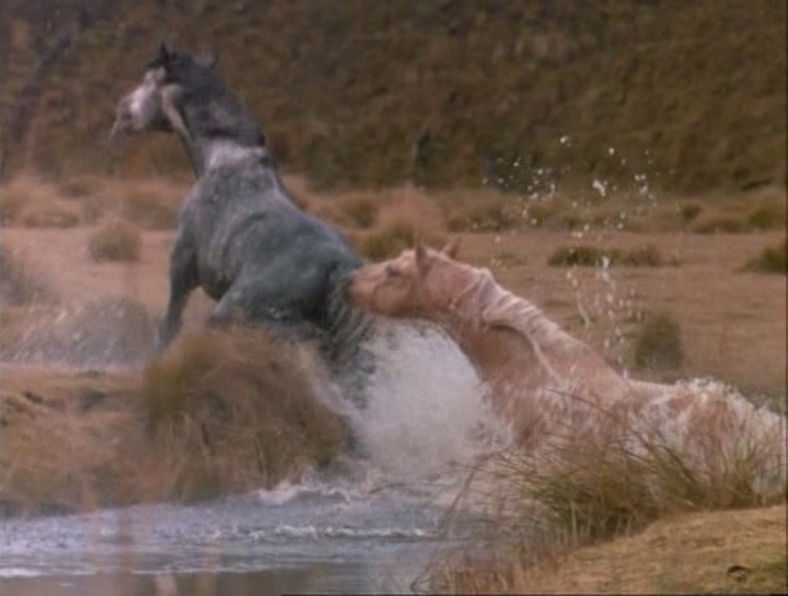 银驹剧照的剧照