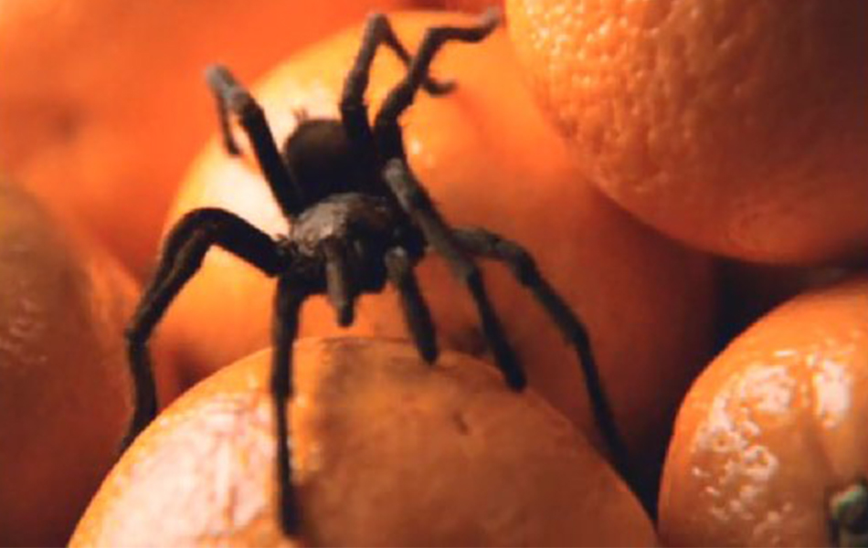 毒蜘蛛剧照的剧照