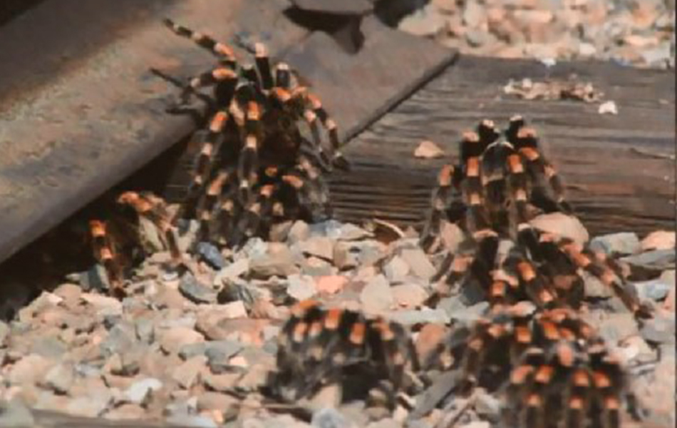 毒蜘蛛剧照的剧照