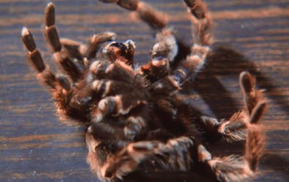 毒蜘蛛剧照的剧照