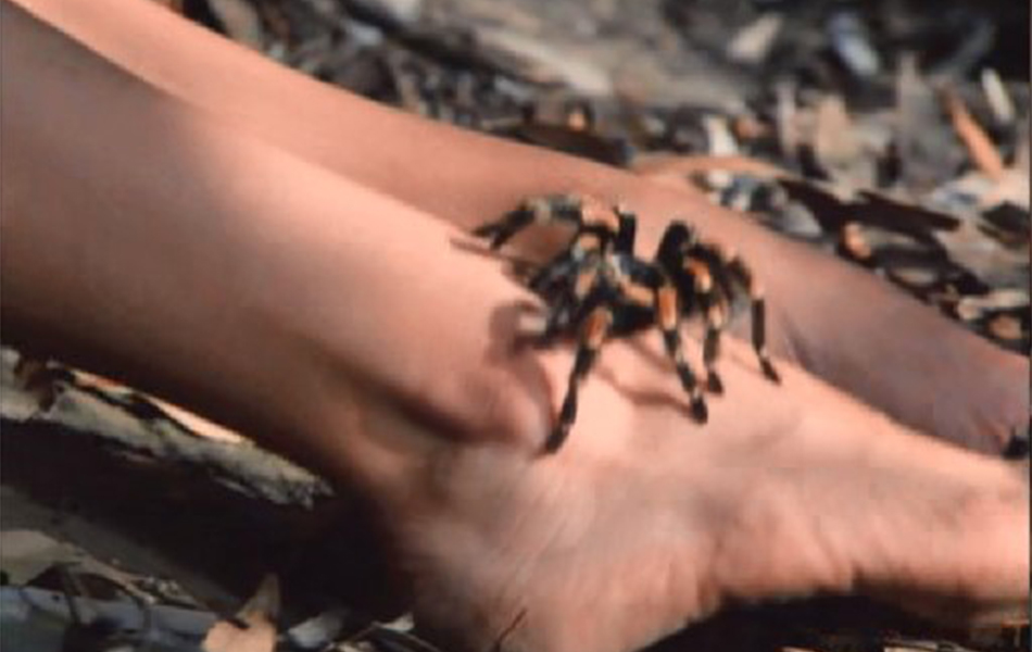 毒蜘蛛剧照的剧照