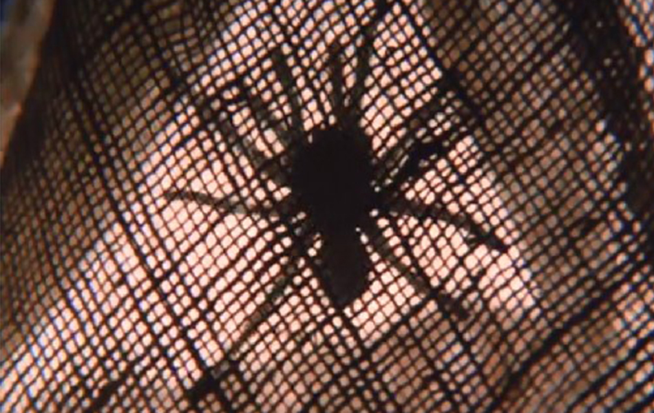 毒蜘蛛剧照的剧照