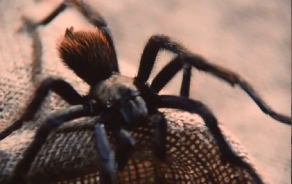 毒蜘蛛剧照的剧照