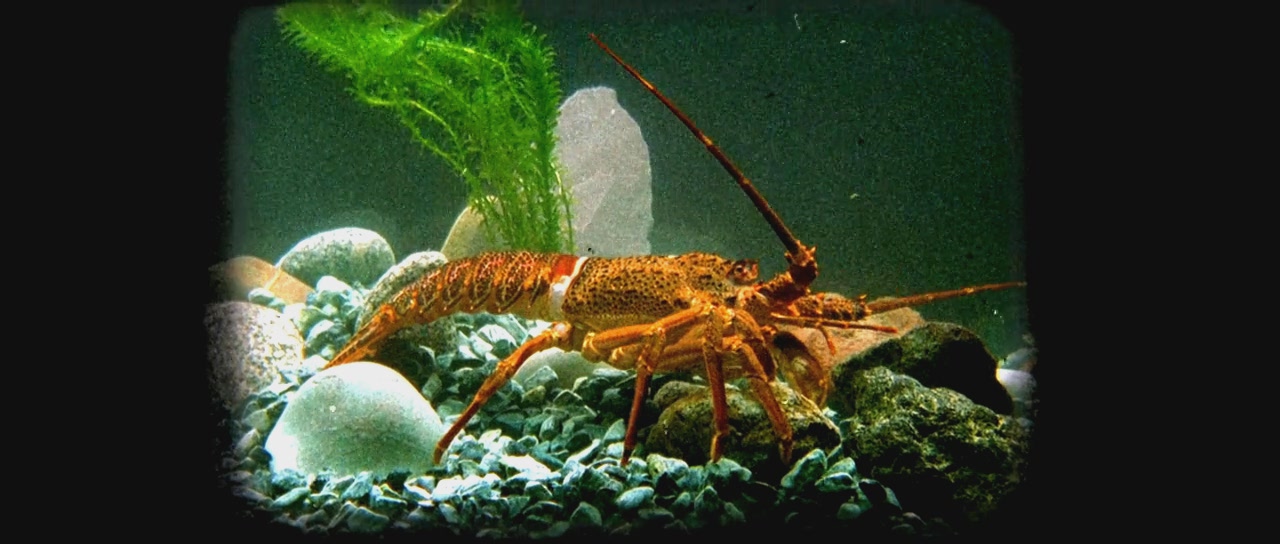 埃及艳后的任务剧照的剧照