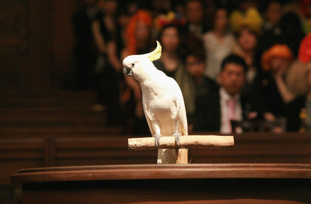 逆转裁判剧照的剧照