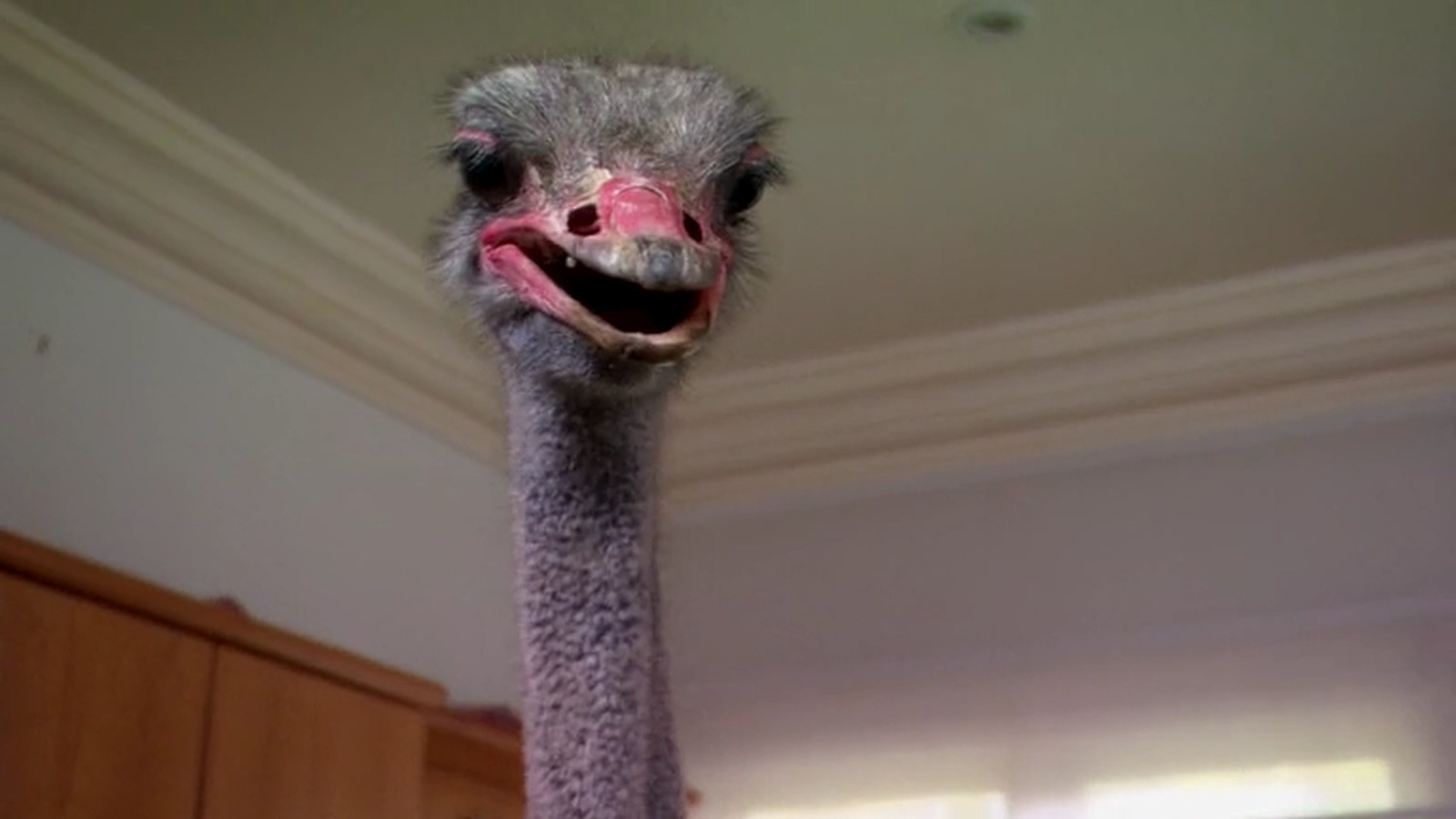 美国派(番外篇)6：兄弟会剧照的剧照